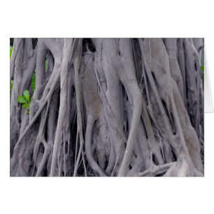 Tronc d'arbre de Banyan