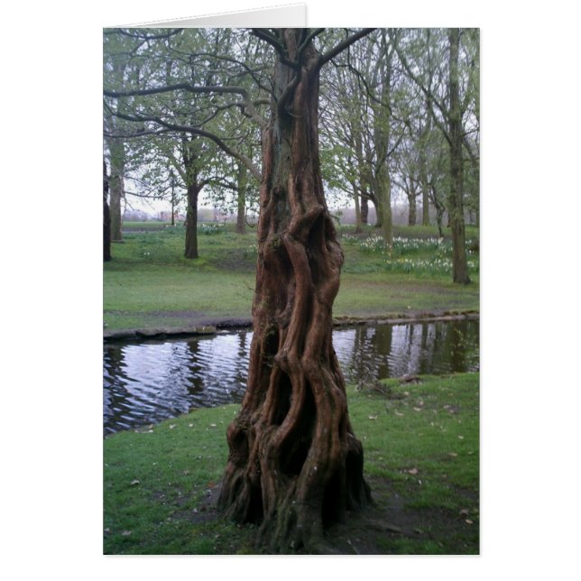 Tronc de l'arbre de l'if noué (Devant)