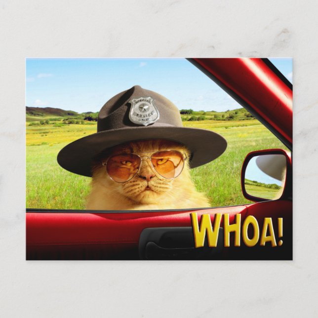 Trooper Cat Invitation Postcard (Front)