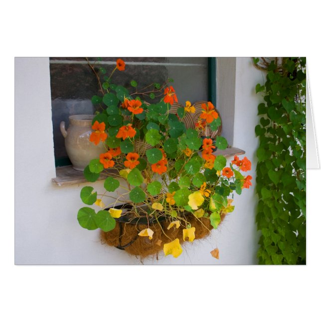 Tropaeolum majus (Front Horizontal)