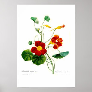 Tropaeolum majus(nasturtium) poster
