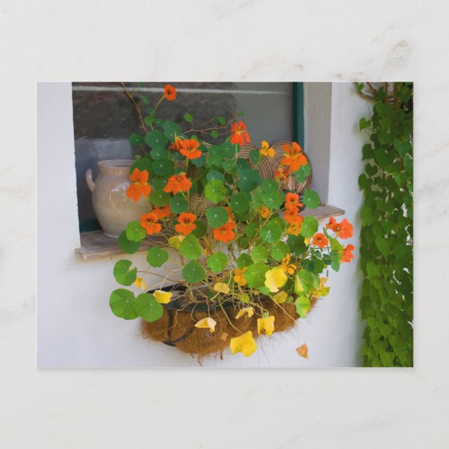 Tropaeolum majus postcard (Front)