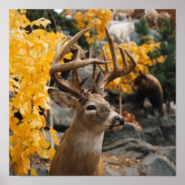 Trophy Deer Poster (Front)