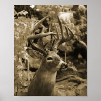 Trophy Deer
