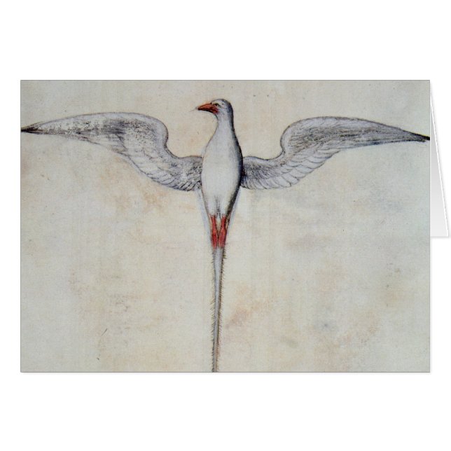 Tropic Bird (Front Horizontal)