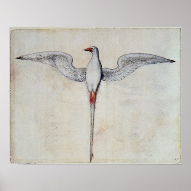 Tropic Bird Poster (Front)