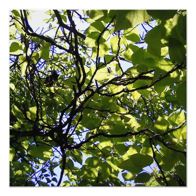Tropic catalpa tree wild nature photo print (Front)
