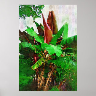 Tropical banana tree foliage - Walk in the Garden Poster