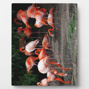 Tropical Beach Birds Destiny Flamingos Plaque