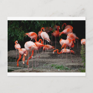 Tropical Beach Birds Destiny Flamingos Postcard