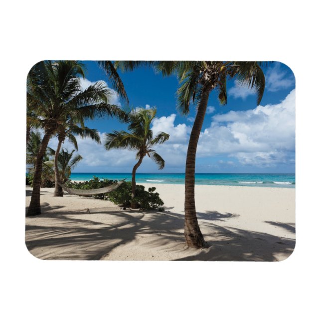 Tropical Beaches | Anguilla Beach, Palm Tree Magnet (Horizontal)
