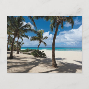 Tropical Beaches Anguilla Beach, Palm Tree Postcard