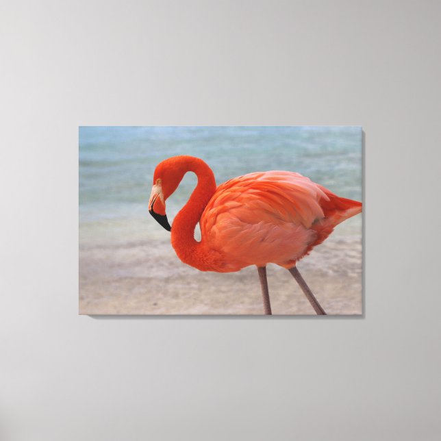 Tropical Beaches | Caribbean Flamingo, Aruba Canvas Print (Front)