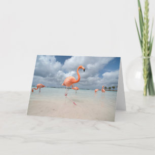 Tropical Beaches Flamingos Beach, Aruba Card
