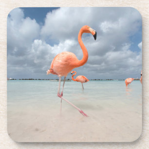 Tropical Beaches Flamingos Beach, Aruba Coaster