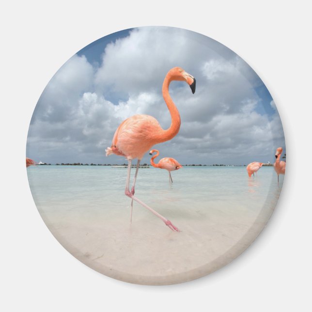 Tropical Beaches | Flamingos Beach, Aruba Magnet (Front)