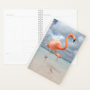 Tropical Beaches   Flamingos Beach, Aruba Planner