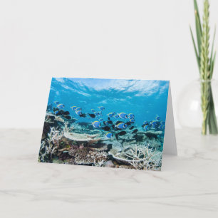 Tropical Beaches Sturgeon Amongst Coral Card