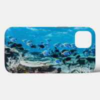 Tropical Beaches | Sturgeon Amongst Coral