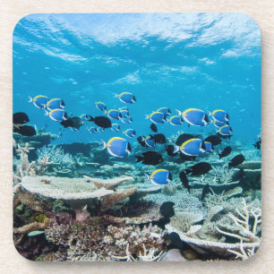 Tropical Beaches Sturgeon Amongst Coral Coaster