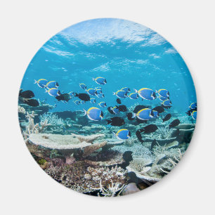 Tropical Beaches Sturgeon Amongst Coral Magnet