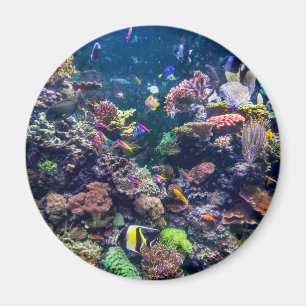 Tropical Beaches   Underwater Coral Reef Magnet