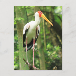 Tropical Bird Postcard