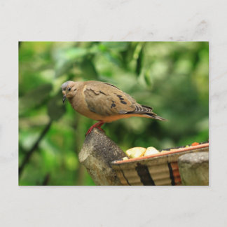 Tropical Bird Postcard