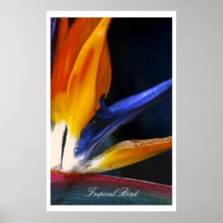 Tropical Bird, poster