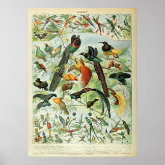 Tropical Birds Antique Print Vintage Chart