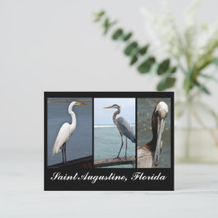 Tropical birds Holiday Postcard