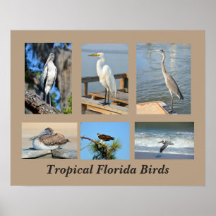 Tropical Birds of Florida Poster