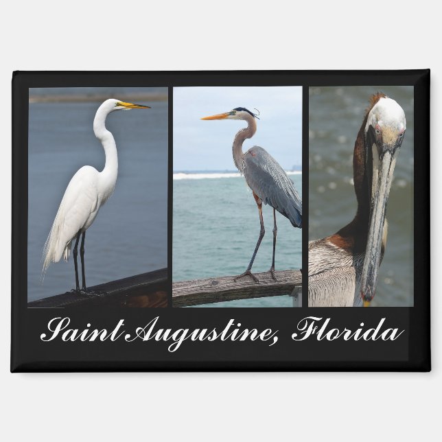 Tropical Birds St. Augustine, Florida Magnet (Front)