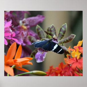 Tropical Blue Butterfly Poster