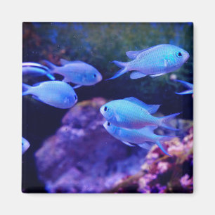Tropical Blue Fish Magnet