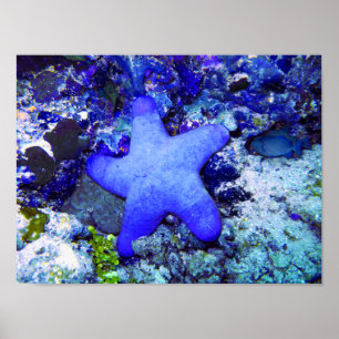 Tropical Blue Starfish Resting On Undersea Coral Poster