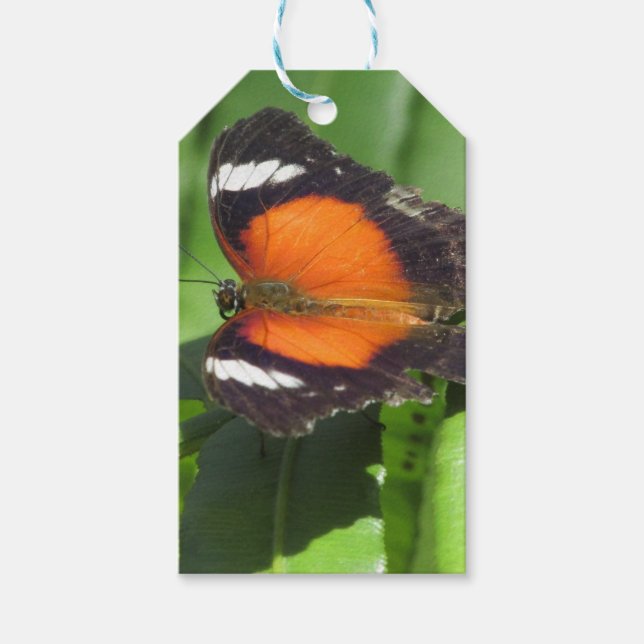Tropical Butterfly Gift Tags (Front)