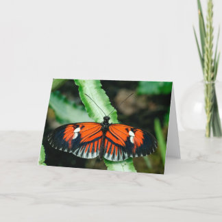 Tropical Butterfly Greeting Card