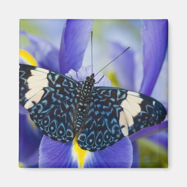 Tropical Butterfly Purple Iris Magnet (Front)