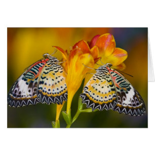 Tropical Butterfly Twins