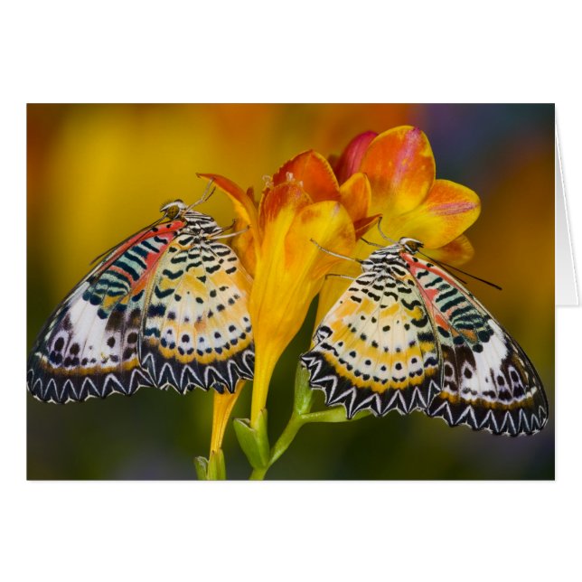 Tropical Butterfly Twins (Front Horizontal)