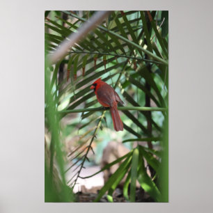Tropical Cardinal in the palms Poster