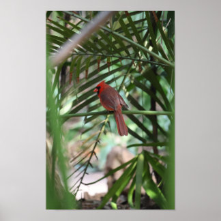 Tropical Cardinal in the palms Poster