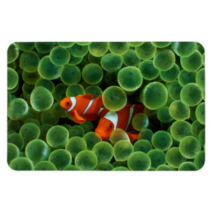 Tropical Clown Fish Magnet