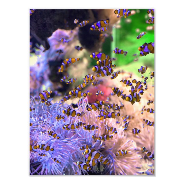 Tropical Clownfish Sea Coral Photo Print (Front)