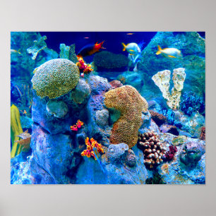 Tropical Colourful Undersea Coral Reef Poster
