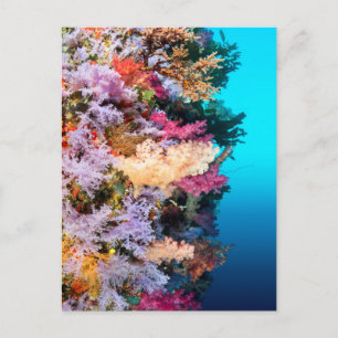 Tropical coral reef postcard