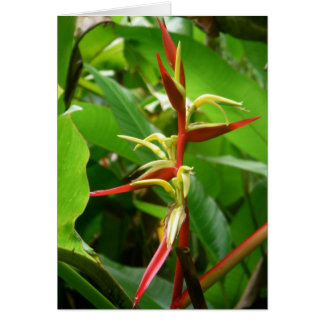 Tropical de la forêt tropicale tropicale
