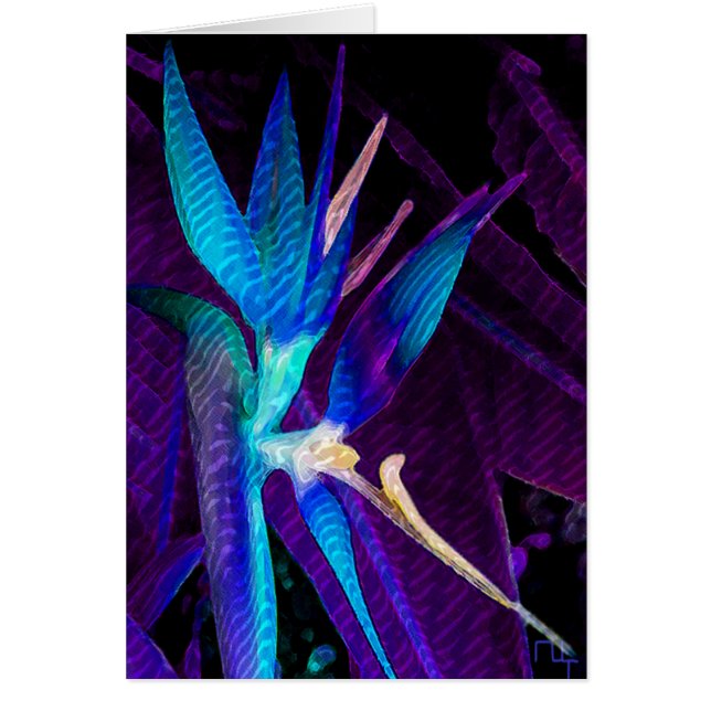 Tropical Dream (Front)