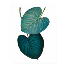 Tropical exotic philodendron leaves